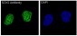 Anti-SOX2 Rabbit Monoclonal Antibody